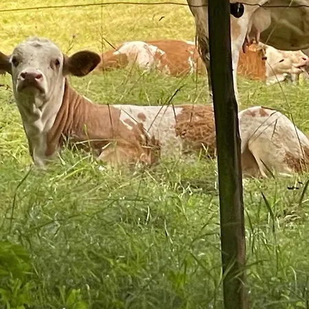 Marguerite 아파트 생트마리오민