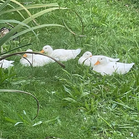 Apartamento Marguerite *