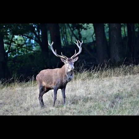 Marguerite Apartamento